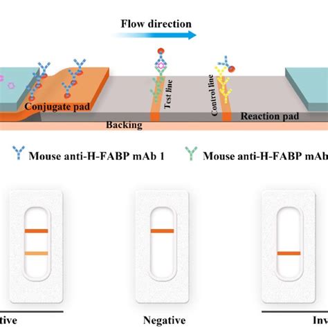 Diagram And Components Of The Lateral Flow Immunoassay Test Strip For