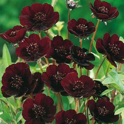 Rare Chocolate Cosmos Flowers 50 Pcs Seeds For Home Garden