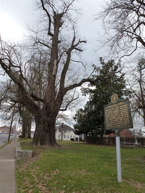 Kentucky Travels Giant Sassafras Tree Owensboro