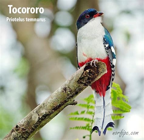 El Tocororo Blue White And Red The National Bird Of Cuba Photos