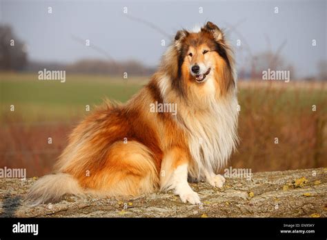 Rough Collie Male Dog Sable White 8 Years Oldschottischer