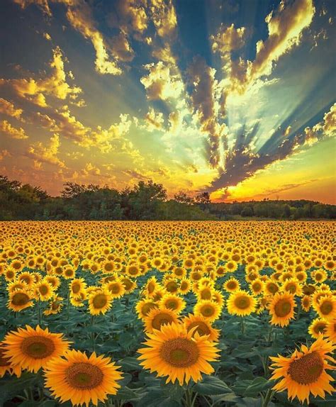 Girassóis 😍😍😍😍 Crédito Landscape Nature Photography Sunflower Fields