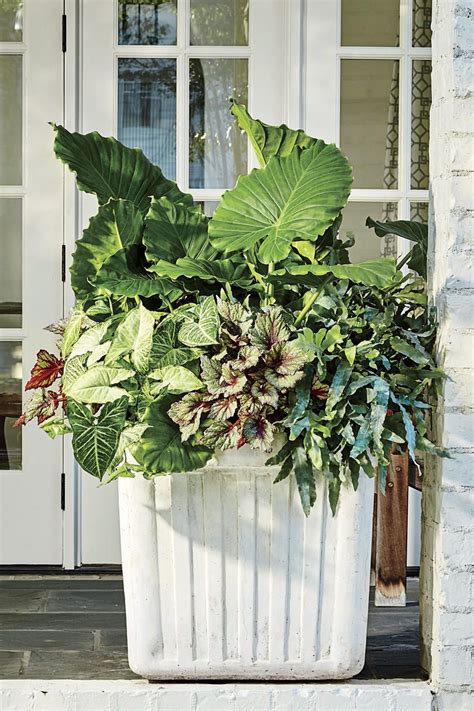 30 Containers For Covered Porches That Thrive In The Shade Porch Plants Front Porch Plants