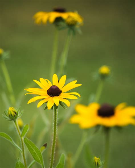 Native Ontario Perennials Summer Blooming — Ontario Native
