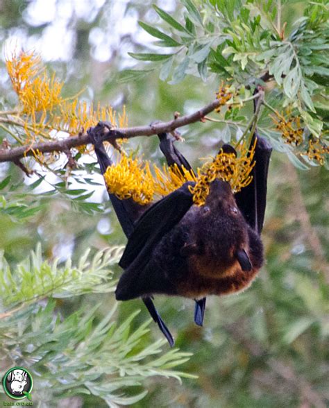 Bats Food And Feeding Wildlife Online