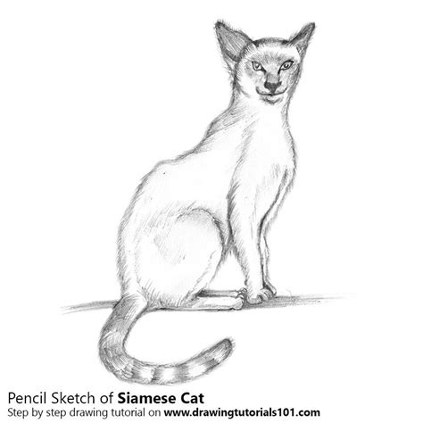 Siamese Cat Pencil Drawing How To Sketch Siamese Cat Using Pencils
