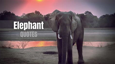 100 Best Elephant Quotes Love For Animals Bigenter