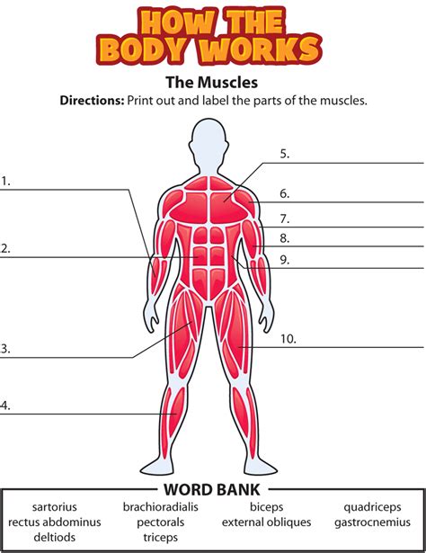 Human Muscles Diagram For Kids Human Muscle System Lateral View