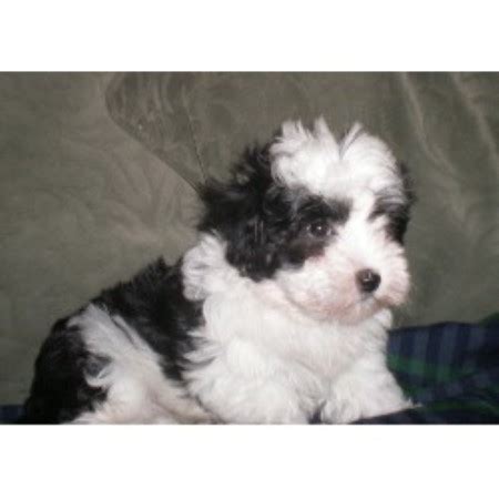 New animals are added as they become available. NYC Havanese, Havanese Breeder in Woodhaven, New York