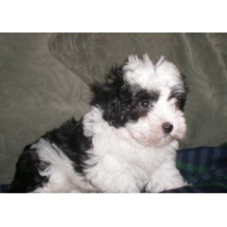 As providers of food and affection for pets, pedigree® is committed to helping every animal find a loving family. NYC Havanese, Havanese Breeder in Woodhaven, New York