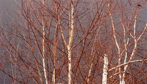 How To Grow Birch Trees From Seeds Garden Guides