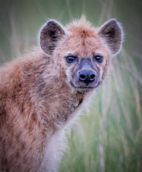 Close Up Of Dangerous Hyena Staring Directly At Camera Stock Photo