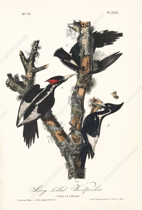 Ivory Billed Woodpeckers Artwork Stock Image Z8880089 Science