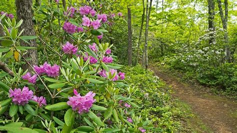 Rhododendron And Mountain Laurel Along The Trail Smokey Mountains