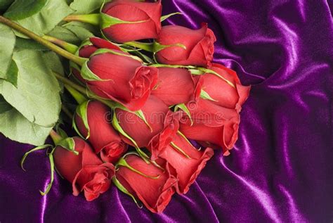 Red Roses On Purple Velvet Stock Photo Image Of Purple 17751400