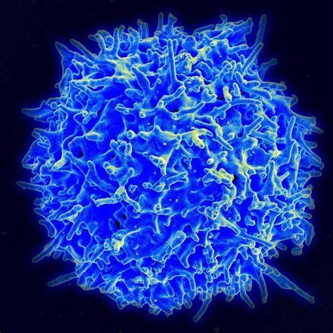 Reprogrammed T Cells To Treat Cancer Immunopaedia