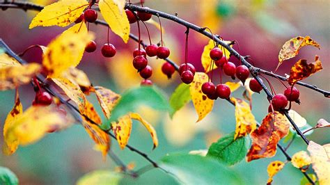 The Best Berry Plants For Birds Better Homes And Gardens