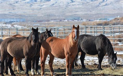 Adopt A Wild Horse For Only 125