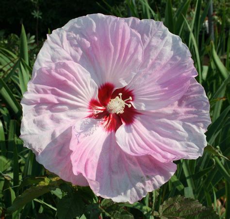 Hibiscus Tie Dye Available At Warmbier Farms Perennials Flowers