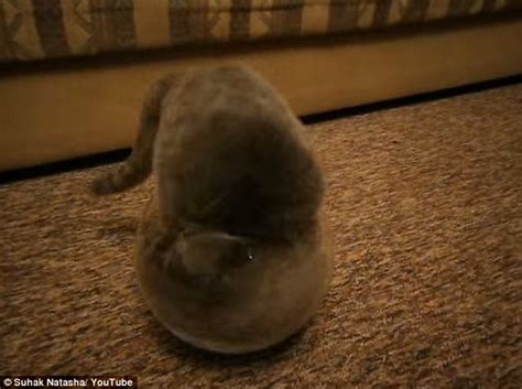 Cat Loves Squeezing Itself Into Tiny Fish Bowl In Youtube Video Daily