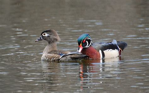 Suzanne Britton Nature Photography Wood Duck Pair