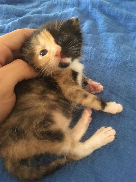 My Aunt Found This Baby Calico Just Hours After She Was Born Rcats
