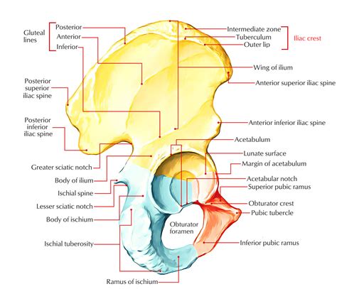 Iliac Crest Asis Anatomy Anatomy Structure