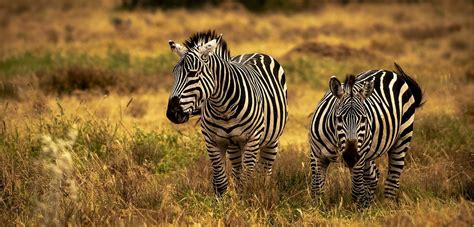 Facts About Plains Zebra 5 Interesting Facts About Plains Zebras