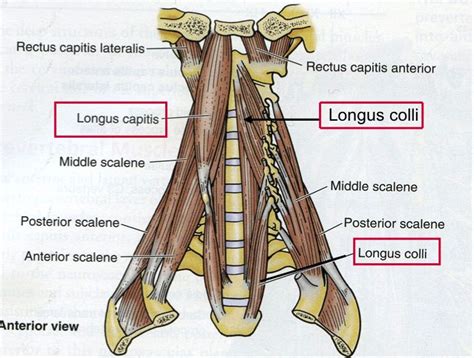 Longus Capitis επιμήκης κεφαλικός Plexus Products Neurology Joint