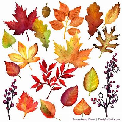 Leaves Autumn Fall Clipart Watercolor Branches Leaf