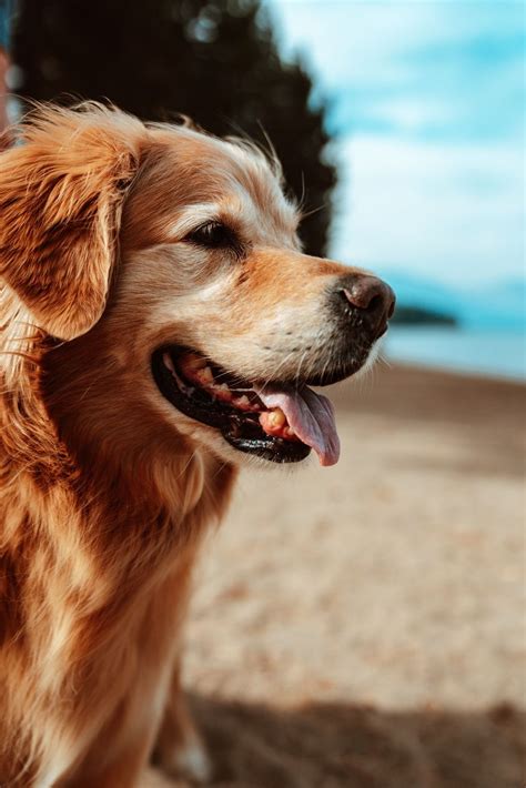 Dog Aesthetic Wallpapers - Wallpaper Cave