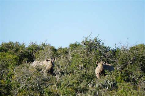 Eine safari in südafrika und namibia ist ein höhepunkt jeder reise in diesen ländern intaba bietet landestypische safari lodges und unvergessliche erlebnisse. Auf Safari im Kwandwe Private Game Reserve in 2020 ...