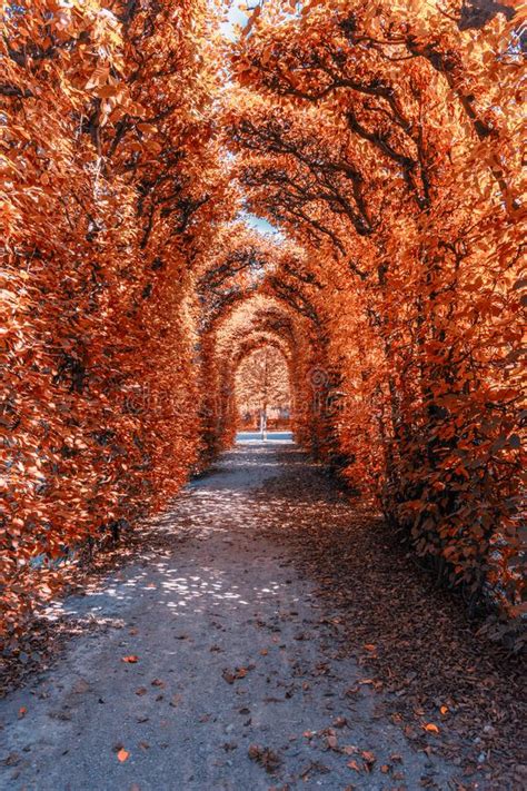 In Autumn Alley Stock Image Image Of Fall Natural 127371757