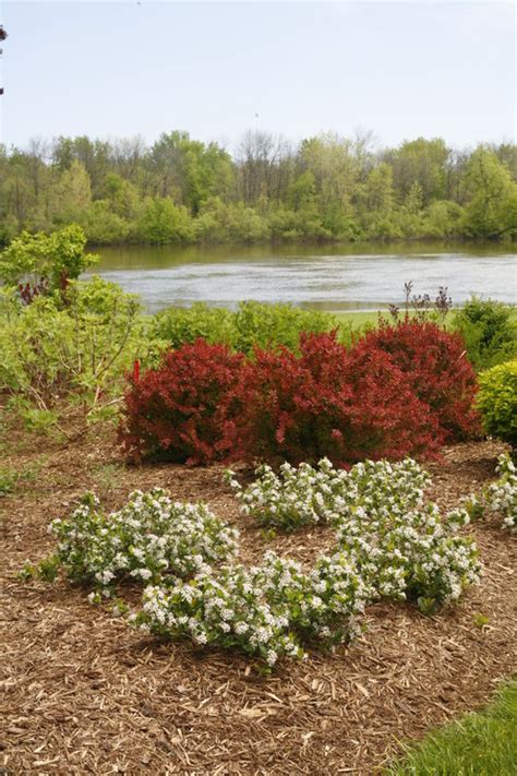 Huge sale on aronia+bush now on. low_scape_mound_aronia_shrubs_vertical.jpg | Proven Winners