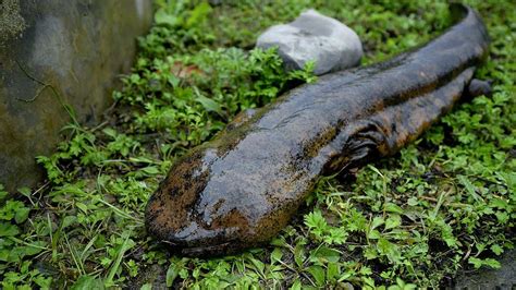 Chinese Giant Salamander Amphibian