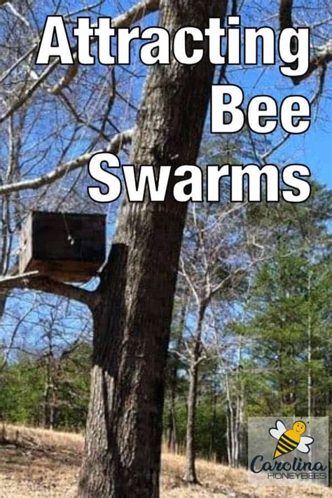 Attracting Honey Bees Swarms Free Bees Honey Bee Swarm Bee Swarm