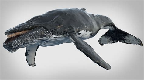 Humpback Whale Rigged 3d Asset Realtime Cgtrader