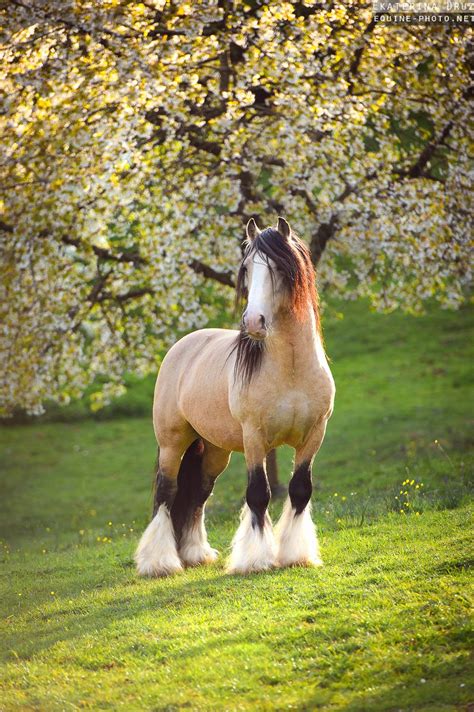 Draft horses | Horses, Clydesdale horses, Pretty horses