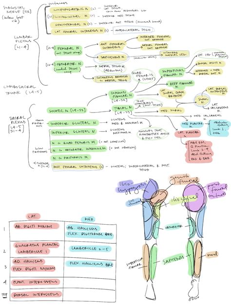 Pin By Anaïs Petit On Med Basic Anatomy And Physiology Physical