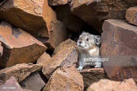 Pika Pika Photos And Premium High Res Pictures Getty Images