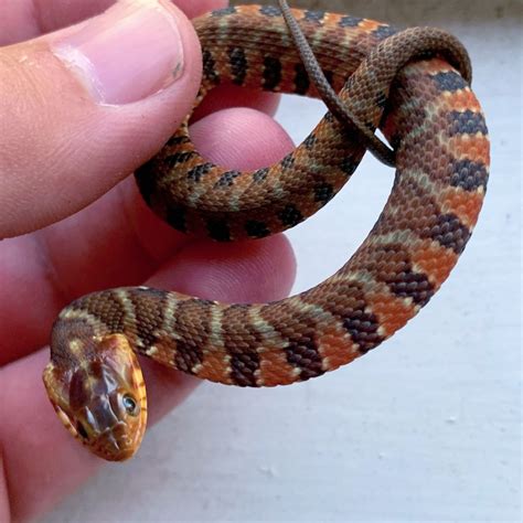 For Sale Cbb 2019 Fl Banded Water Snakes Faunaclassifieds