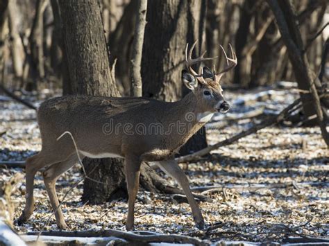 A Wild Whitetail Buck In Minnesota In Late Autumn Stock Image Image Of Large White 112063279