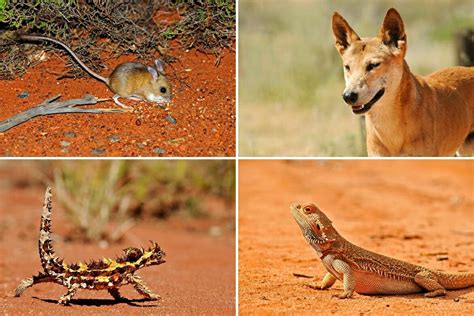 Australian Desert Animals In The Simpson Desert The Wildlife Diaries