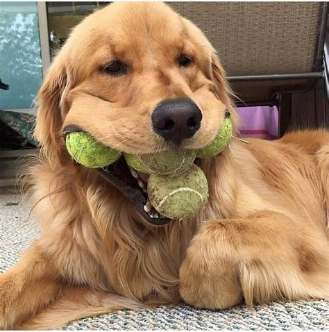14 Funny Pictures Of Golden Retrievers To Make You Laugh