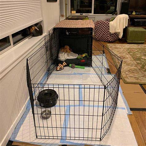 Crate Training Your Puppy At Night Preventive Vet
