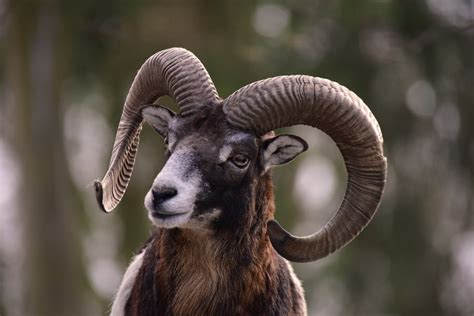 11 Mouflon Sheep Facts