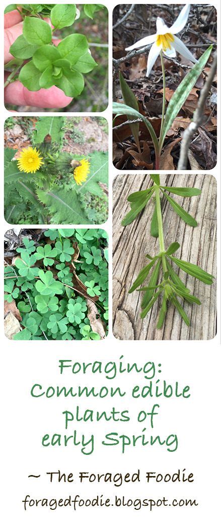 21 Best Images About Year Round Foragingplants You Can Eat On