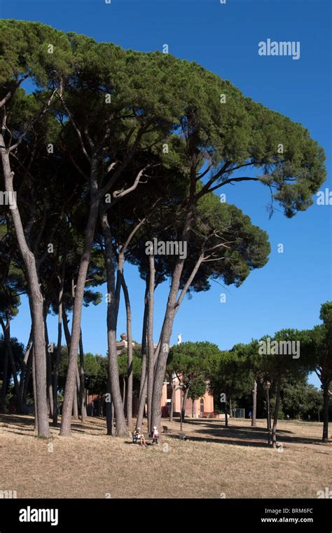 Group Of Pines Trees Villa Pamphilj Rome Italy Stock Photo Alamy