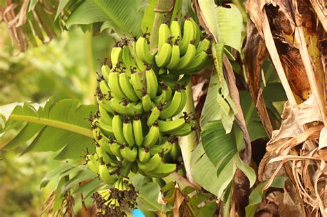 Bananas On A Banana Tree Stock Photo Download Image Now Banana