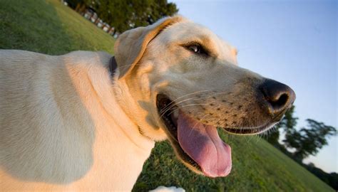 A puppy breathing fast, or erratically, can sometimes make you worry. Why Do Dogs Pant - Fascinating Facts About Panting In Dogs